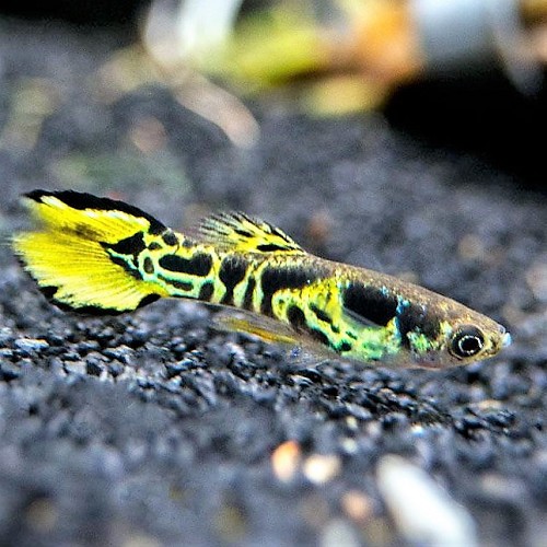 Poecilia wingei male tiger - Guppy endler tiger mann L